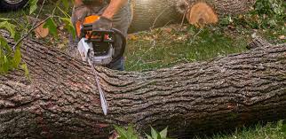 Best Storm Damage Tree Cleanup  in Osborne, KS