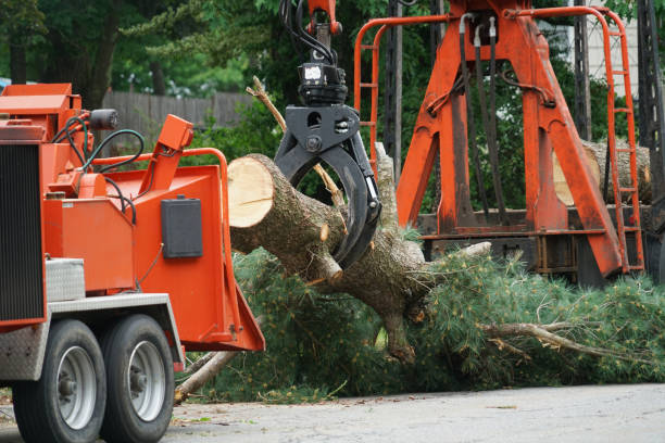 Best Hedge Trimming  in Osborne, KS